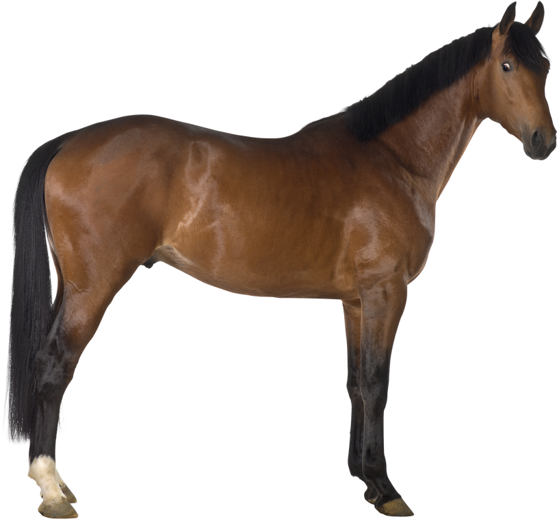 Crossbreed Horse